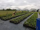 UK Nurseries depend on workers from abroad